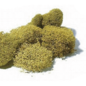 weiches islandmoos (cetraria islandica)